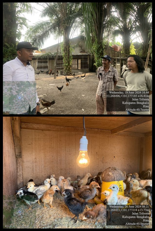 PENYERAHAN BANTUAN TERNAK AYAM KEPADA KELOMPOK TANI INDRA KELANA KELURAHAN BABUSSALAM