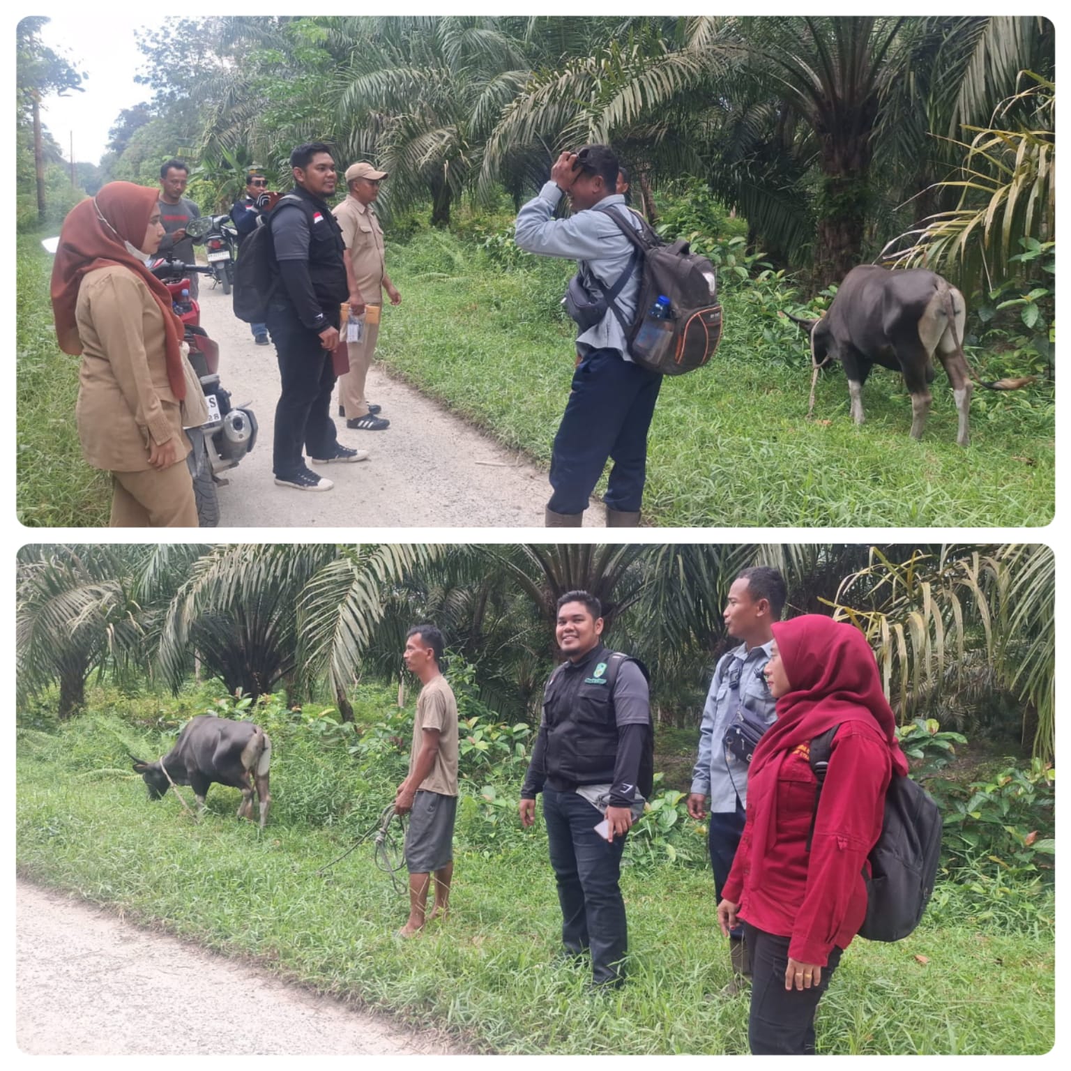 Pendataan Dan Pemeriksaan Hewan Qurban Hari Raya Idul Adha Tahun 1446h/2025 Di Desa Kadur