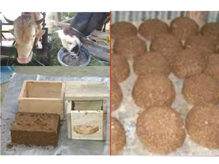 Urea Molasses Block (UMB) sebagai Pakan Suplemen Ternak Ruminansia di Kelompok Tani Makmur Selalu Desa Tulakan Kecamatan Sine