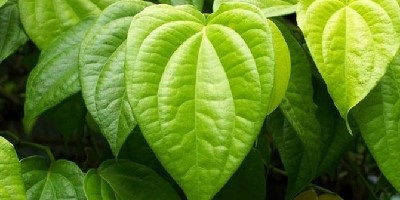 TAMAN OBAT KELUARGA (TOGA)