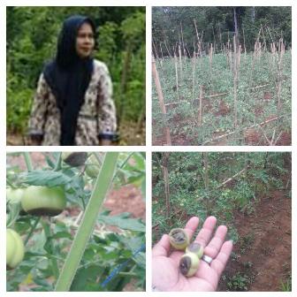 PENGENDALIAN PENYAKIT BUSUK BUAH PADA TANAMAN TOMAT DI KELURAHAN MAWA KECAMATAN SENDANA KOTA PALOPO