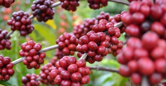 BUDIDAYA KOPI ORGANIK