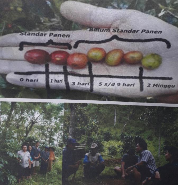 Budi Daya Kopi Arabica Sembalun Di Kelompok Tani Arabica Desa Sembalun Kecamatan Sembalun Kabupaten Lombok Timur