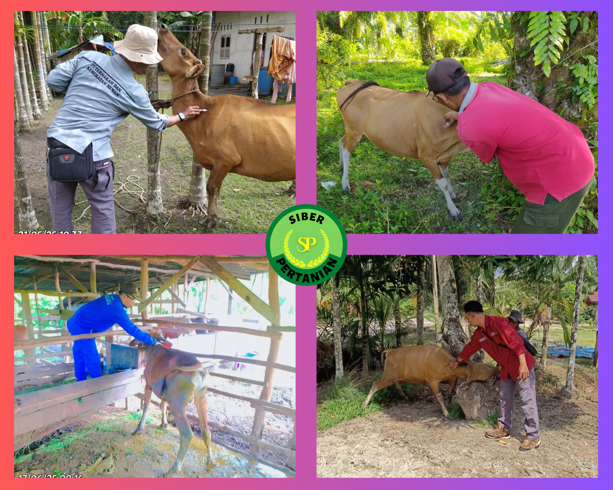 Puskeswan Bukit Batu Melakukan Vaksinasi Lsd