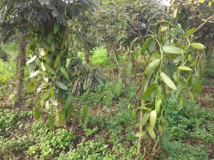 POLA TANAM BUDIDAYA VANILI