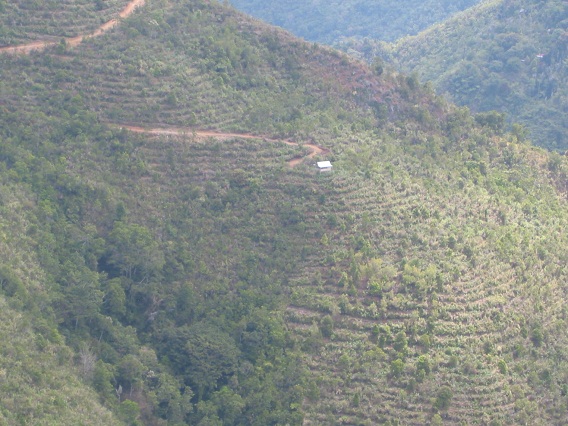 Persiapan Lahan Untuk Tanaman Kopi