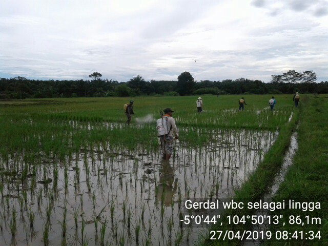 Pengendalian Wbc
