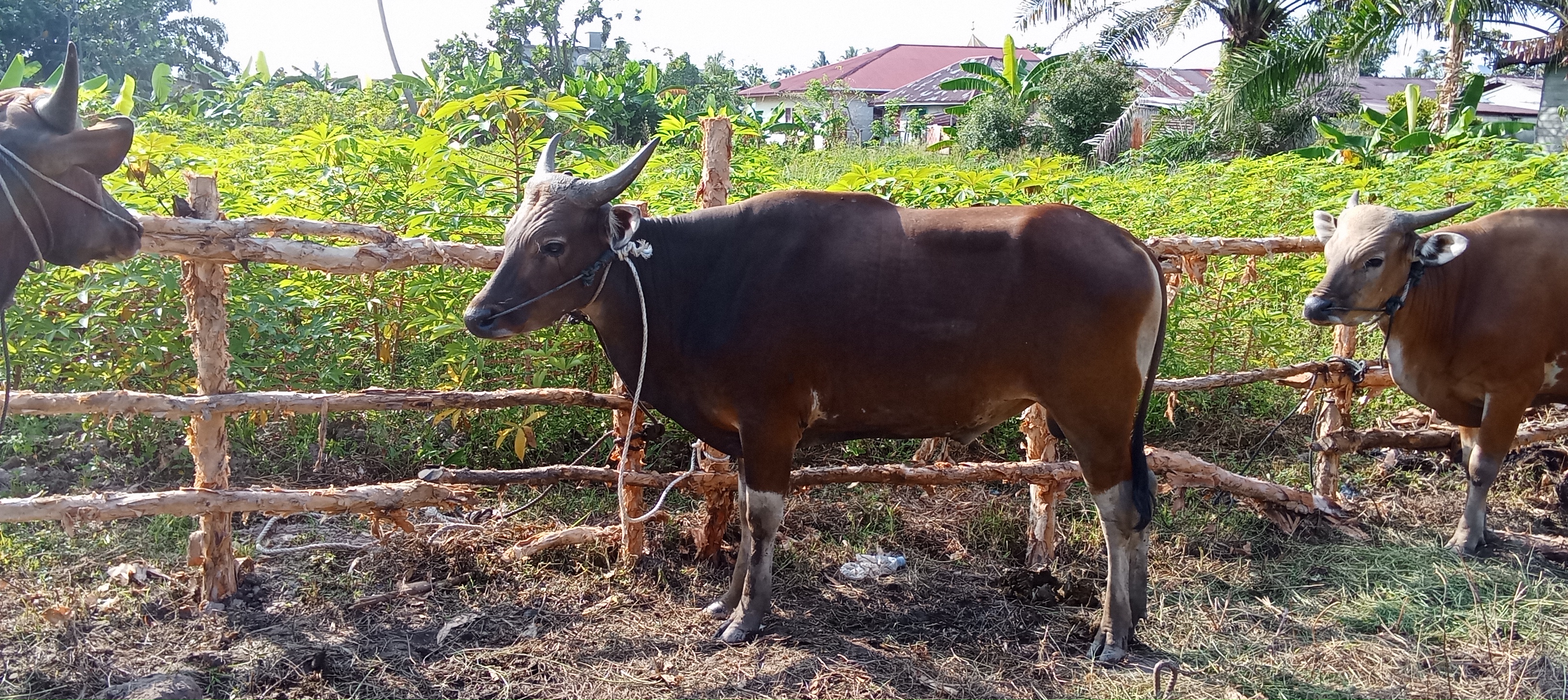 Antisipasi Penyebaran Penyakit Pada Hewan