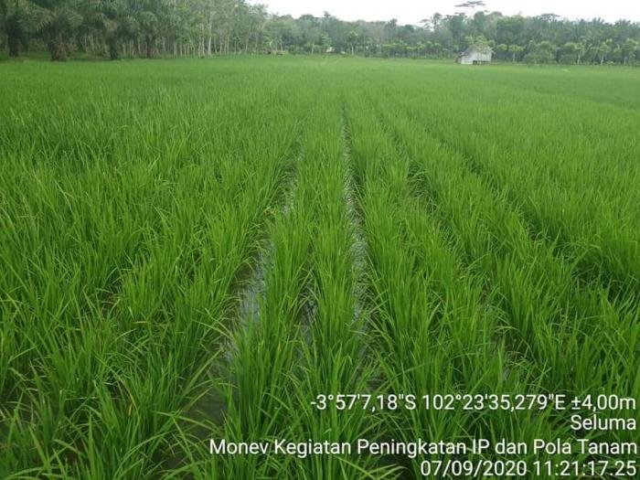 PRODUKTIVITAS PADI PADA SISTEM TANAM JAJAR LEGOWO DAN TEGEL