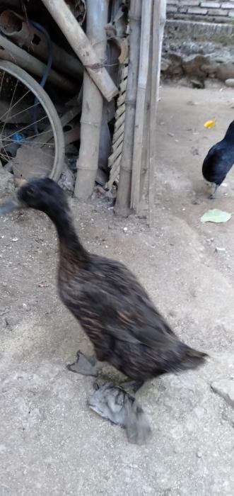 CAMPURAN PAKAN YANG MENENTUKAN KWALITAS TELOR ITIK KONSUMSI