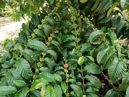 TEKNOLOGI BUDIDAYA KOPI ROBUSTA