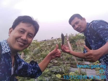 Teknik Pemupukan tanaman Okra