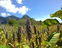 USAHA PERTANIAN ORGANIK SOLUSI PERTANIAN BERKELANJUTAN