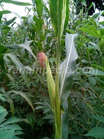 TUMPANG SARI JAGUNG DENGAN SINGKONG