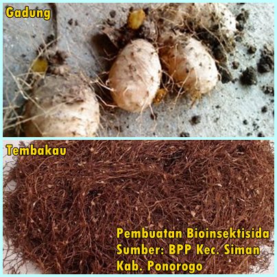 PENGENDALIAN ULAT GRAYAK DENGAN BIOINSEKTISIDA