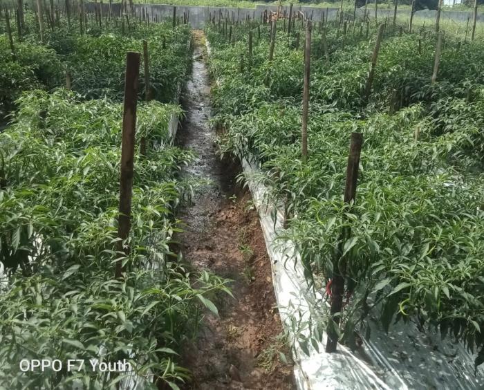 PRODUKSI BENIH CABAI