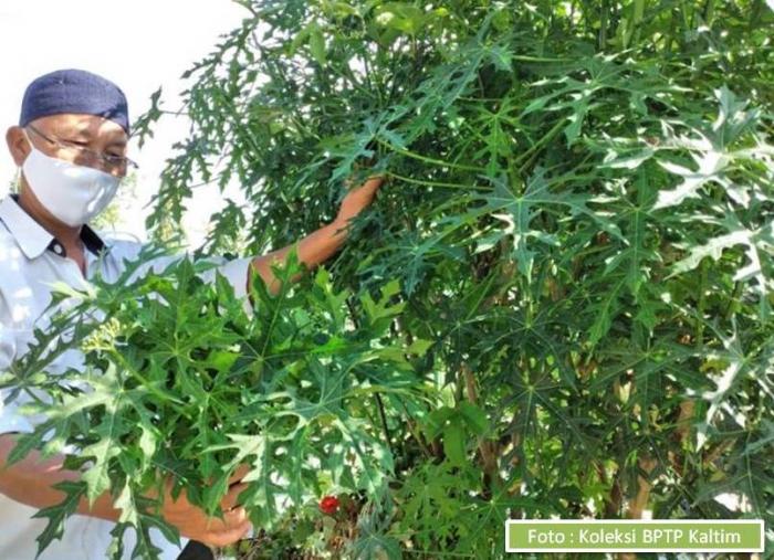 CHAYA (Lotes/Gedi) Si Pepaya Jepang Sang SuperFood