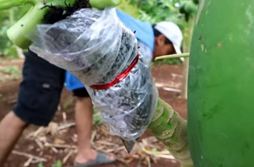 Perbanyakan Tanaman Pepaya Dengan Mencangkok