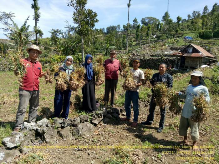 PASCA PANEN BAWANG PUTIH