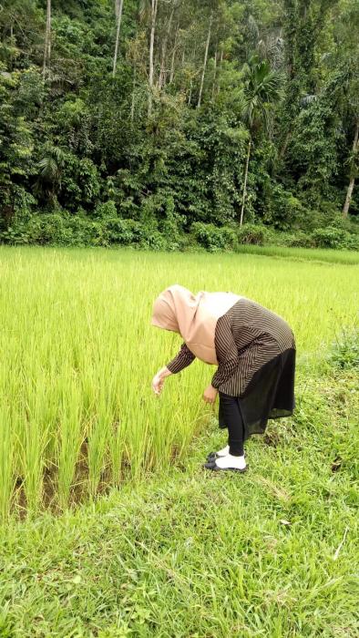 Pengendalian Ulat Grayak Pada Tanaman Padi