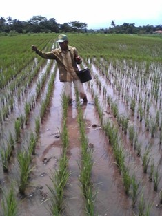 PEMUPUKAN BERIMBANG TANAMAN PADI (Oryza Sativa)