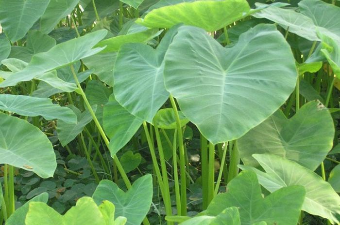Budidaya & Analisis Usaha Tanaman Talas (colocasia Esculenta L.)