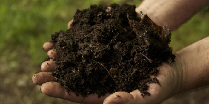 Cara Membuat Pupuk Organik Dari Daun