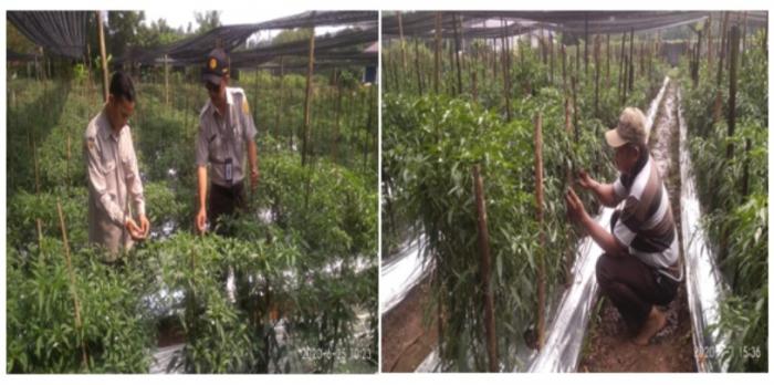 PEMANFAATAN PARANET (NEETING HOUSE) DALAM MENEKAN ADANYA GANGGUAN CUACA DAN SERANGAN HAMA PADA BUDIDAYA CABE MERAH DI KEBUN  IP2TP MASGAR BPTP LAMPUNG