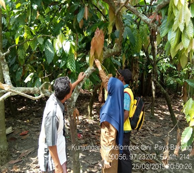 Pemangkasan Kakao