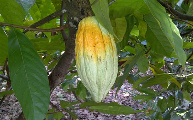 Pengendalian Hama Penghisap Buah Kakao