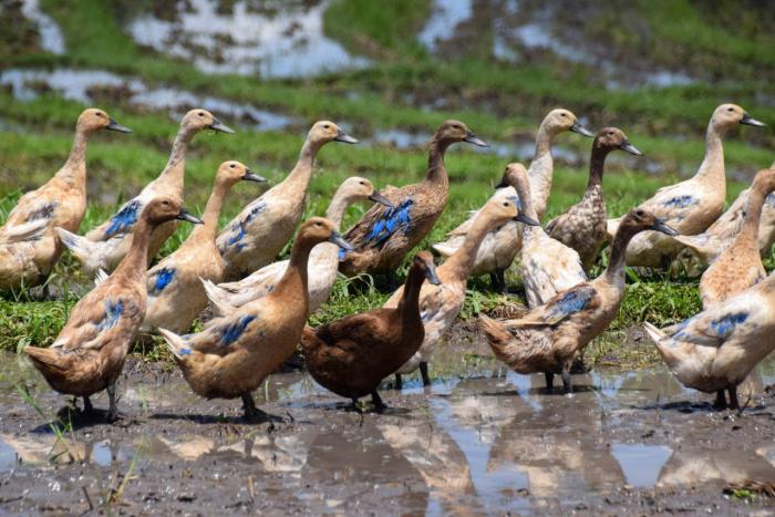 Budidaya Ternak Bebek Bagi Pemula