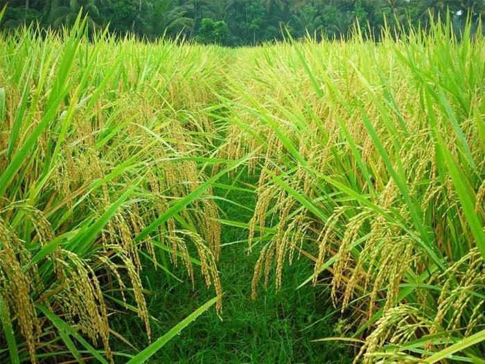 TEKNOLOGI PRODUKSI PADI BERBASIS ORGANIK