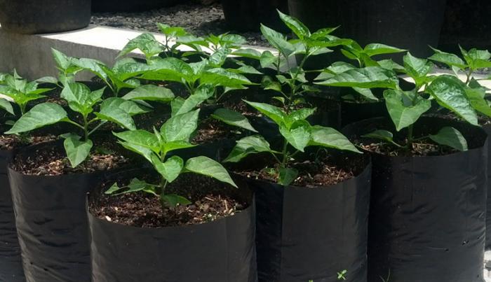 Membuat media tanaman sayur dalam pot