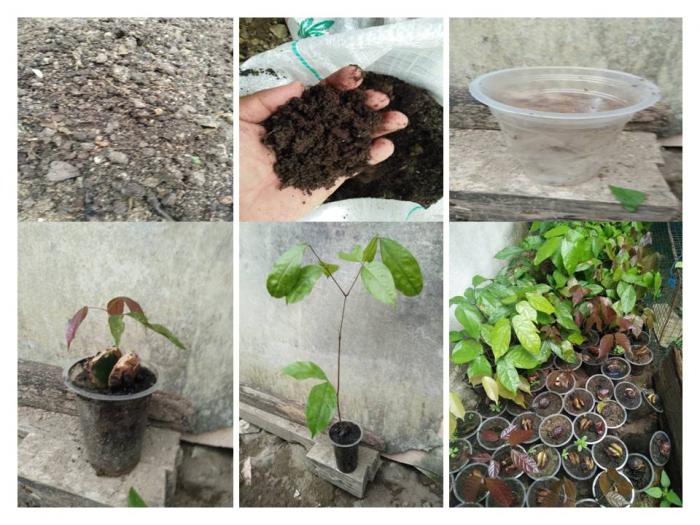 Pemanfaatan Sampah Gelas Plastik Bekas Untuk Media Semai  Bibit Jengkol