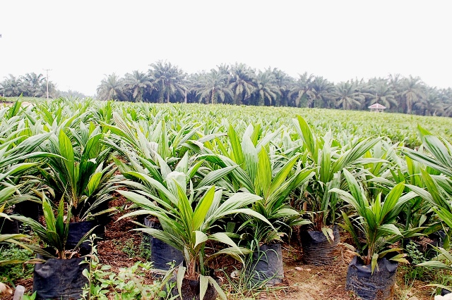  Pekebun Kelapa Sawit Rakyat Perlu Segera Urus STD-B