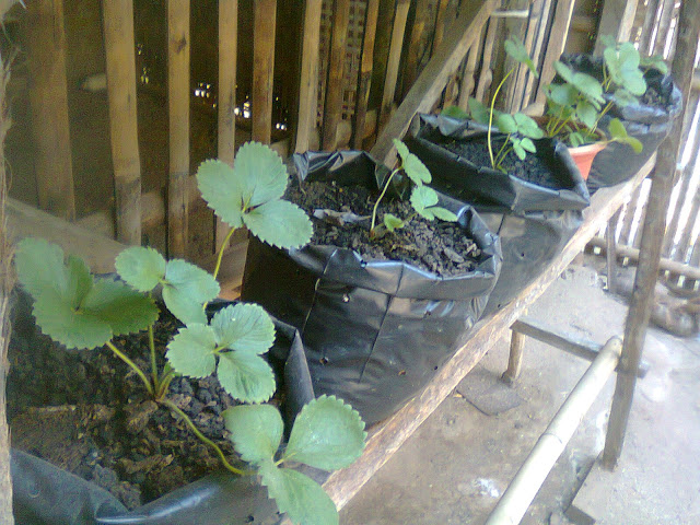 Budidaya Strawberi Di Polybag