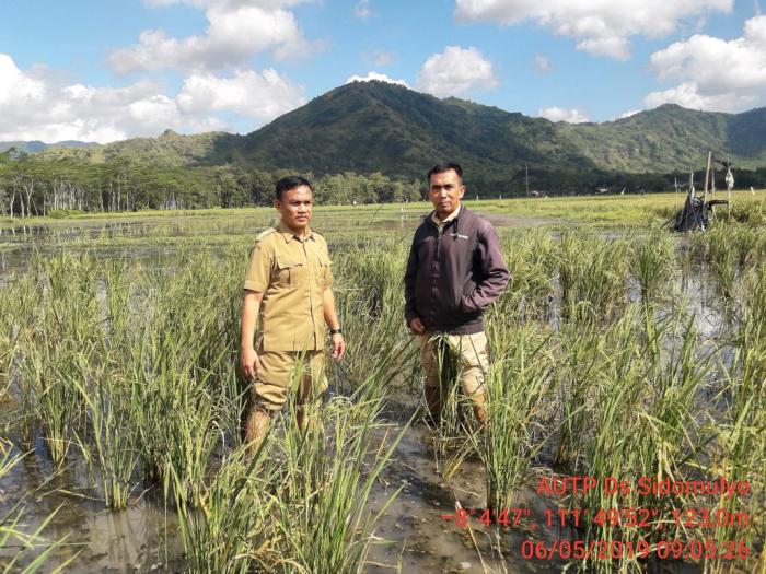 SEKILAS TENTANG ASURANSI USAHA TANI PADI (AUTP)