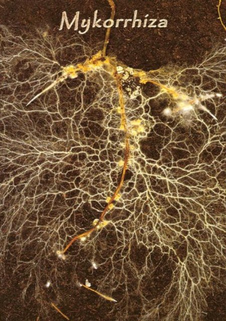 POTENSI MIKORIZA SEBAGAI MIKROORGANISME PEMBENAH TANAH PADA TANAMAN KOPI