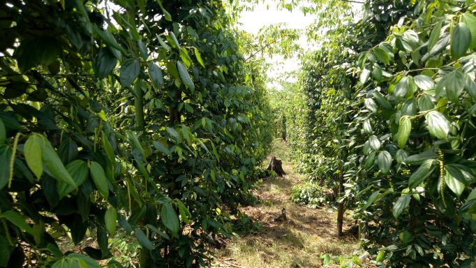 Pembangunan Kebun Induk Tanaman Lada