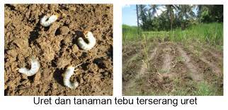 HAMA-HAMA UTAMA TANAMAN TEBU