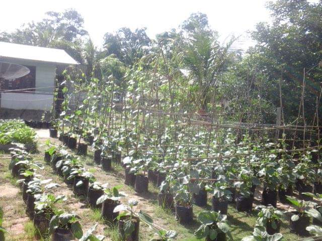 KAWASAN RUMAH PANGAN LESTARI