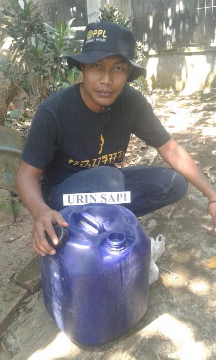 APLIKASI PEMUPUKAN JAGUNG MENGGUNAKAN FERMENTASI  URINE SAPI