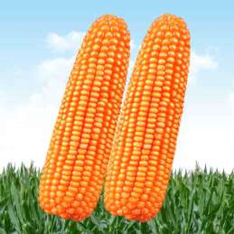 Benih Jagung Hibrida SNI 6944:2015