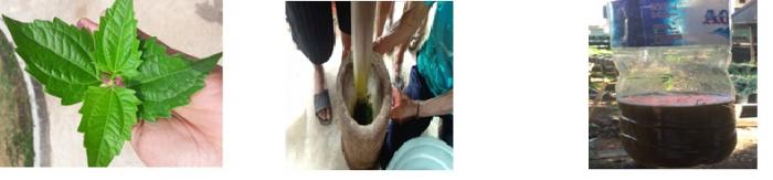 Pestida Nabati Daun Kerinyu