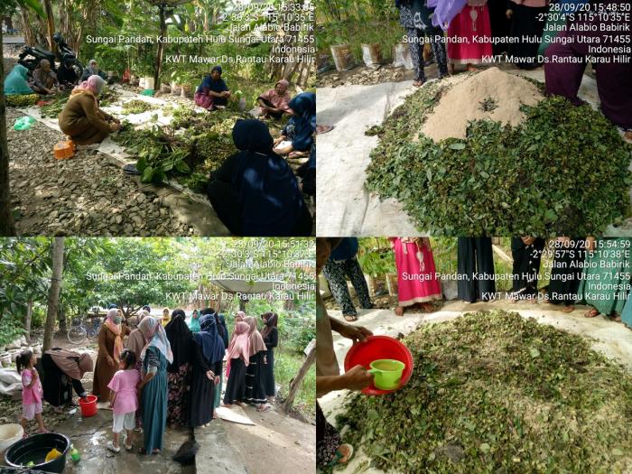 KWT Mawar Desa Rantau Karau Hilir Kec. Sungai Pandan Membuat Pupuk Organik Hijau Secara Sederhana Dengan Penyuluh WKPP