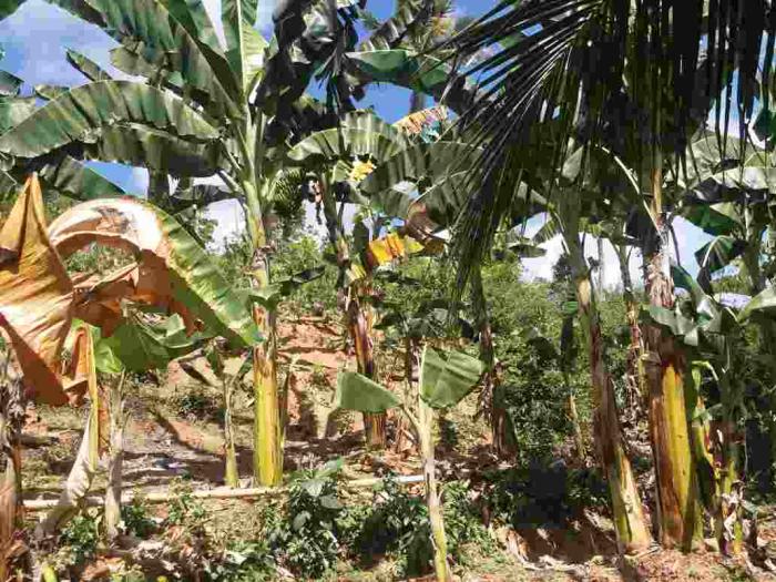 BUDIDAYA PISANG KEPOK