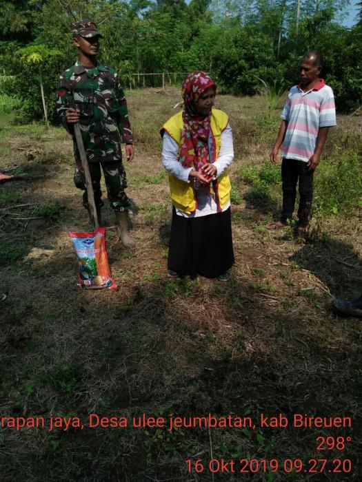 Penanaman Jagung Hibrida Tampa Olah Tanah