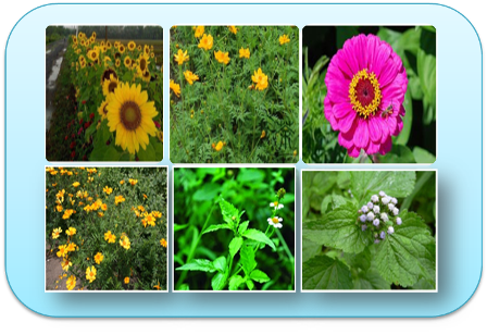 GERAKAN TANAM REFUGIA