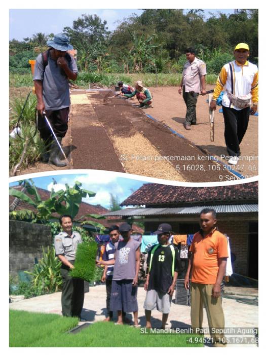 TEKNIK SEMAI KERING PADA BUDIDAYA PADI SAWAH