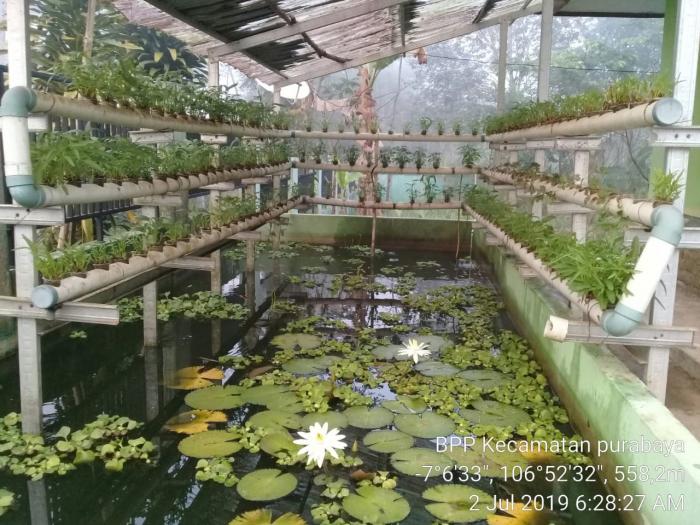 7 Perbedaan Hidroponik VS Aquaponik  Yang Wajib Diketahui Oleh Para Petani Milenial